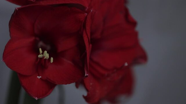 Red amarylis macro flower