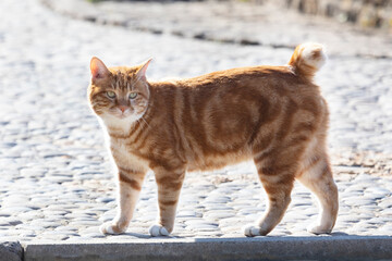Kurilian Bobtail, red color, Kunashir Island, South Kuriles