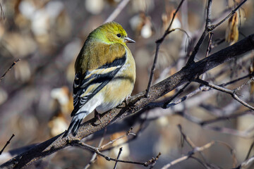American Goldfinch (Winter Plumage) Perched on a Branch