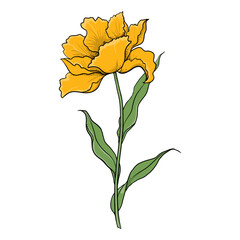 Floral Illustration With Colorful Yellow Tulip