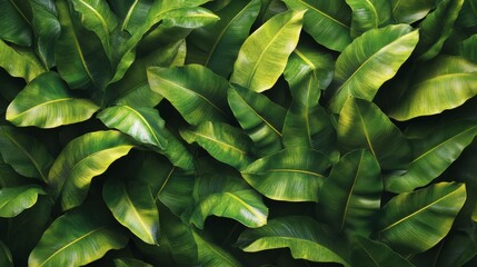 Tropical leaf wallpaper with luxurious palm leaves and banana fronds, seamless nature pattern design featuring vibrant greens and elegant textures 