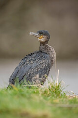 Cormorant on grass, close up, united kingdom