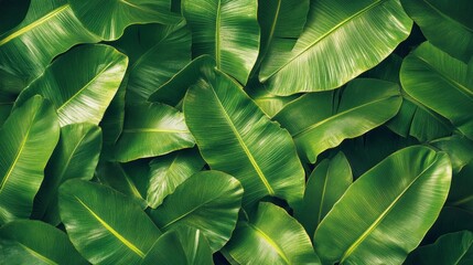 Tropical leaf wallpaper with luxurious palm leaves and banana fronds, seamless pattern design featuring vibrant greens and rich textures