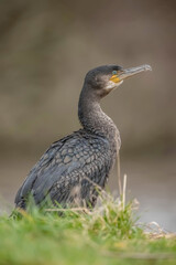 Cormorant on grass, close up, united kingdom