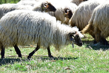 sheep and lamb