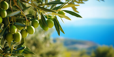 Fototapeta premium Mediterranean landscape with green olives on olive tree branch with blue sea and sky background