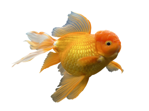 Oranda is a type of goldfish. A popular species in aquariums around the world.