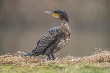 Cormorant on grass, close up, united kingdom