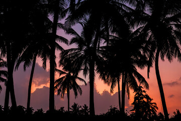 Silhouettes of palm trees against the backdrop of the sunset