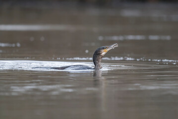 Cormorant in water eating a fish, united kingdom