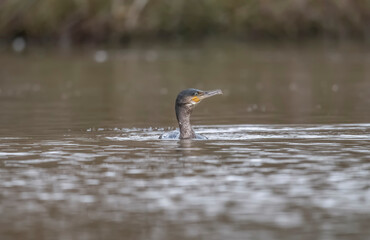 Cormorant in a lake, close up, united kingdom