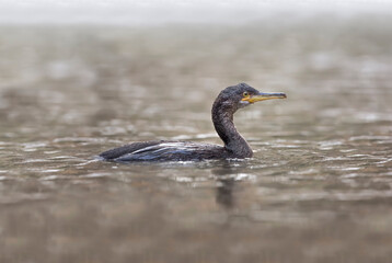 Cormorant in a lake, close up, united kingdom
