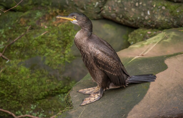 Cormorant on a rock, close up, united kingdom