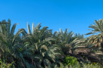 cluster of palm trees with long, arching fronds reaching towards the sky. The rich green hues...
