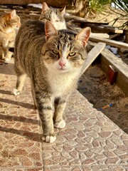 cat on the street