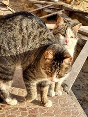 two very cute cats on the street