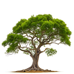 A majestic tree with a full crown of lush green leaves, standing alone against a clear white background.