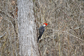 woodpecker on tree