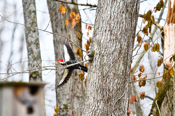 Red headed woodpecker