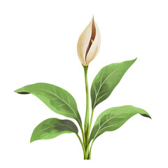 Obraz premium Elegant illustration of a peaceful Arum plant showcasing its unique flower and lush green leaves in a serene setting