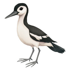 Detailed Illustration of an Avocet Bird with Striking Black and White Feathers and Long Legs in Natural Pose