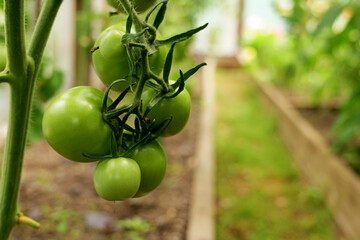 close-up of tomatoes, growing on a vine in greenhouse. Sustainable agriculture promotes fresh, organic vegetables for home cooking and healthy eating