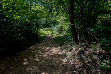 path in the forest