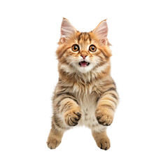 Obraz premium Jump shorthair cat on transparent background
