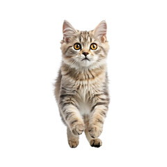 Obraz premium Jump shorthair cat on transparent background