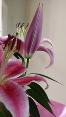 Fototapeta premium pink lily flower