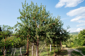 apple orchard in spring