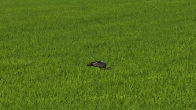  Anastomus oscitans on field