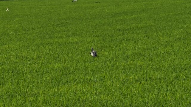  Anastomus oscitans on field