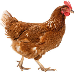 Fototapeta premium Charming Brown Hen Walk