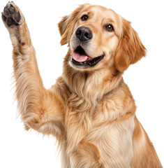 Joyful Puppy Pose Fun