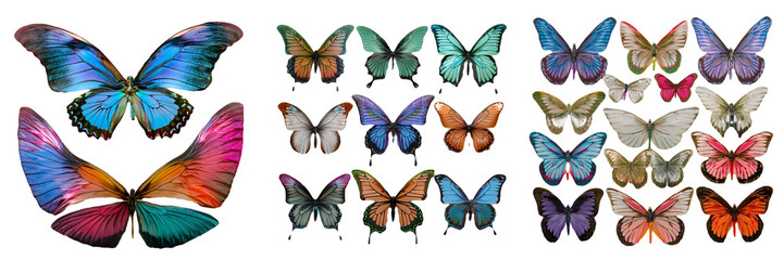 Vibrant Collection of Butterflies