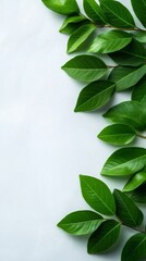 Fototapeta premium Green leaves bordering a white textured background creating negative space