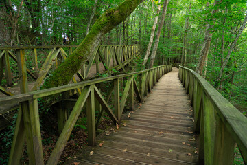 Sequoia forest of Monte Cabezon in Cabezon de la Sal, Cantabria, Spain.