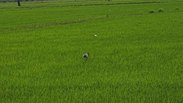  Anastomus oscitans on field