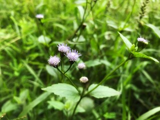 wild flowers in the meadow