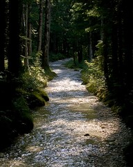 Obraz premium Sunlit stream, forest path, nature scene, tranquility