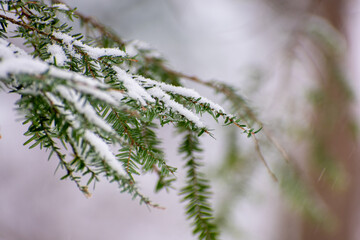 Snow on Hemlock.