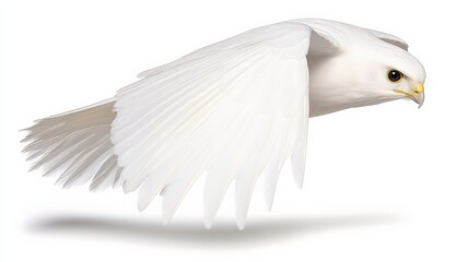 Obraz premium Elegant White Bird in Flight with Graceful Outstretched Wings