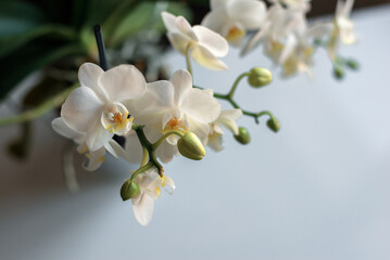 white orchid on white background
