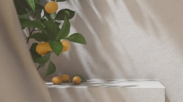 Lemon tree in front of white rustic wall with sunlight shade. Summer background scene with concrete countertop in shade for product display.
