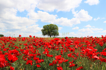 Uniq tree in poppy field in cloudy day in Anatolia region of Turkey.