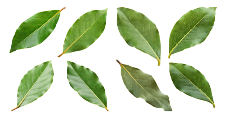 Fresh Green Bay Leaves Isolated on Transparent Background, isolated on transparent background
