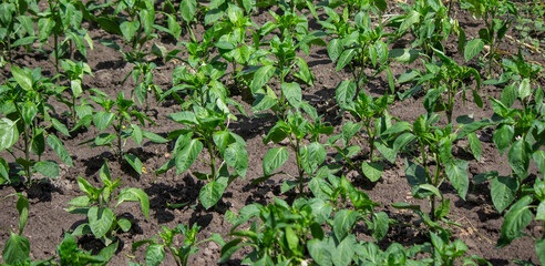 Green pepper plants at agricultural field