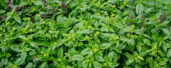 Basil grows beautifully in the garden among bright greenery, cultivated plants