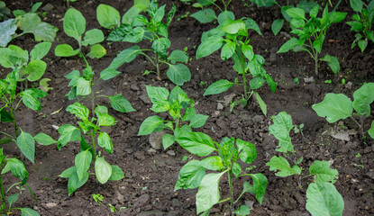Green pepper plants at agricultural field